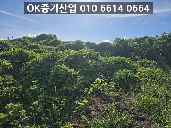 전수조사 전 수풀로 가득 찬 애월읍 현장