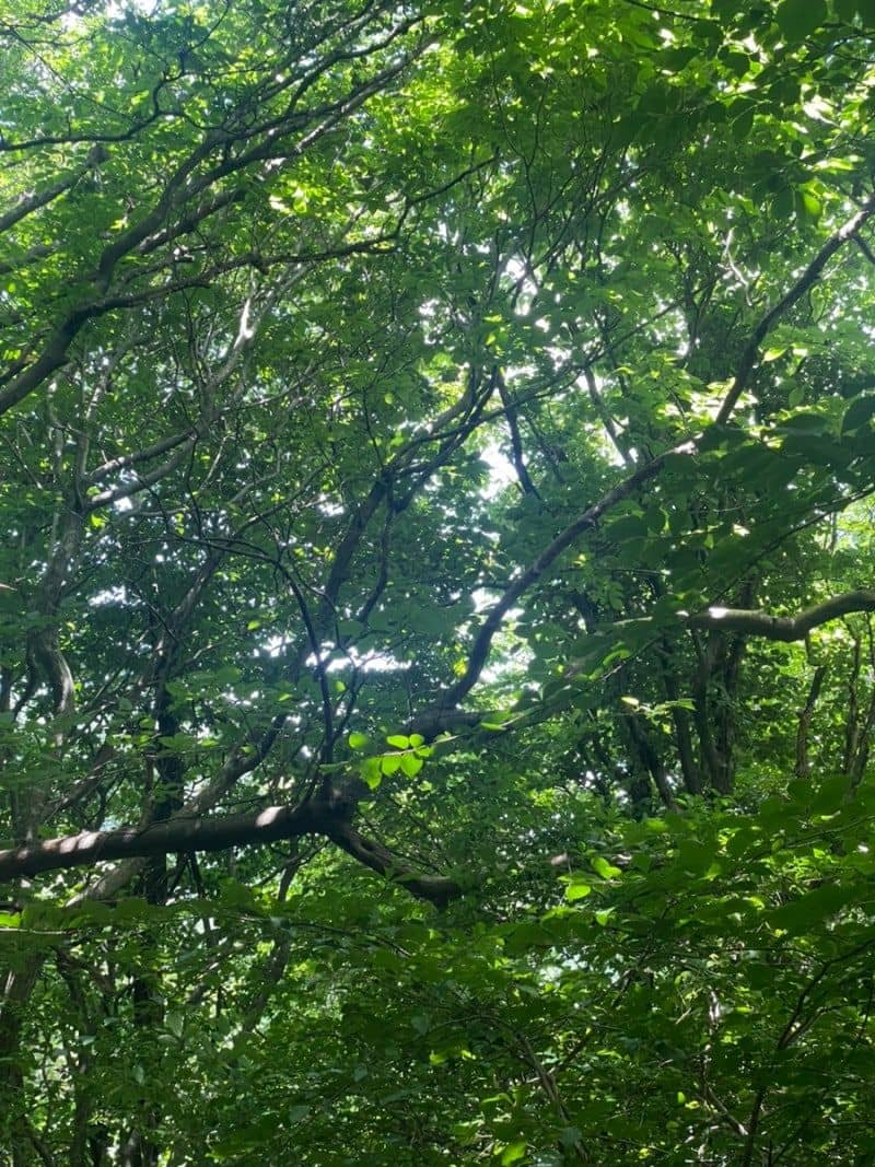 울창한 녹음이 우거진 나무 산책로